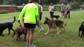 Super Sniffer™ Diabetes Alert Dogs in Training