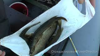 Рыбалка в д. Неклюдиха, р. Сухона