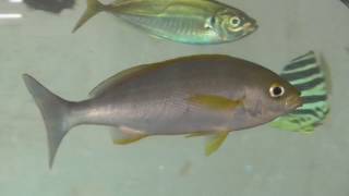 同じ魚種でも人間と同じように色白と色黒がある