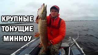 Крупные тонущие минноу. Чебоксарское водохранилище.