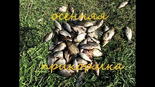 Осенняя рыбалка на карася и карпа на поплавочную удочку  испытания новой прикормки