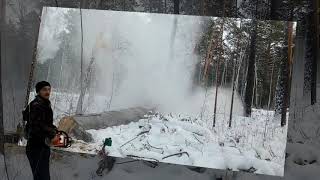 Валим дерево бензопилой без клина и валочной лопатки Как спилить большое дерево?