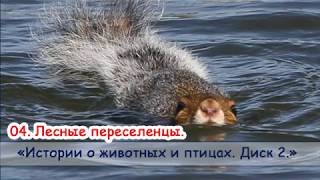 04. "Лесные переселенцы" - диск "Истории о животных и птицах №2" Новые рассказы 2018. МСЦ ЕХБ