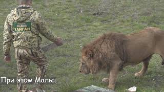 Лев Малыш и Зубков. Кто он на самом деле в Тайгане? | Lion  The Kid. Who is he really?