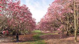 National Arboretum in April