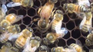 RATU Lebah Madu ternak Apis Mellifera QUEEN BEE