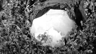 The Three Stooges episode 23 (Goofs & Saddles) 1937 full video