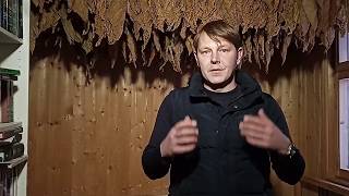 Выращивание курительного табака. Отволаживание листа. Часть 7