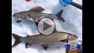 Зимняя рыбалка на таёжной реке/ Ловля хариуса зимой/ Открытие зимнего сезона/2017