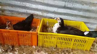 DUCKS FARM IN NEPAL AND  THIS Black Duck On HATCH THERE EGGS हाँस पालेर  कमाउन सकिन्छ