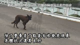 利用品？淘汰品？被放逐的悲傷比利時狼犬