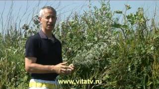 Кожный зуд. Лечение