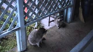 Procyon lotor - Raccoon