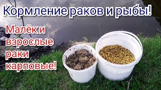Корм для раков и карповых, малька и взрослых! Кормление раков, карпа, белого амура, карася! Пруд на