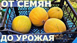 КАК ВЫРАЩИВАТЬ ДЫНЮ В ПОДМОСКОВЬЕ?