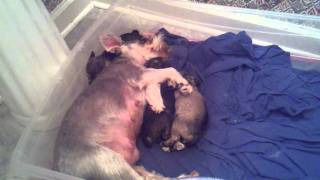 Fergie and her pups sleeping. Bamasbestkennel.net