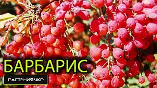 Барбарис Тунберга Ред Рокет / Барбарис посадка и уход