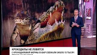 В ЮАР с фермы сбежали около 15 тысяч крокодилов