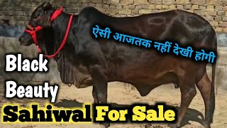 Black Beauty Sahiwal Cow For Sale | ऐसी आजतक नहीं देखी कहीं || Farm Talk