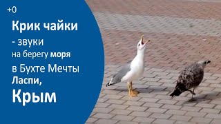 Крик чайки  - звуки на берегу моря в Бухте Мечты Ласпи, Крым