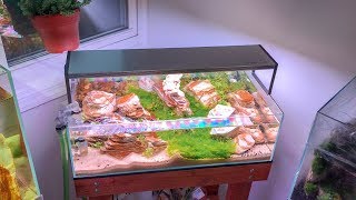 DESERT AQUARIUM - NILE RIVER AQUASCAPE