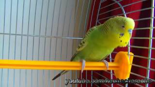 Волнистый попугай чирикает Звуки попугая. Budgerigar tweets. Parrot sounds