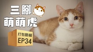 【打包酷貓】EP34 - 三腳萌萌虎 (已送養)