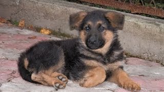 Добыча щенка немецкой овчарки. Кайзер, 2 мес,.Одесса.