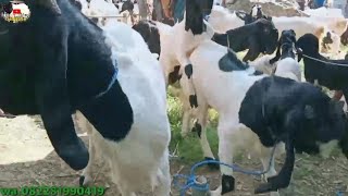 Harga Kambing etawa super dipasar dongko trenggalek|murah dan banyak pilihan