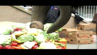 Ringling Bros. and Barnum & Bailey Circus: Elephant Brunch in Providence 2012