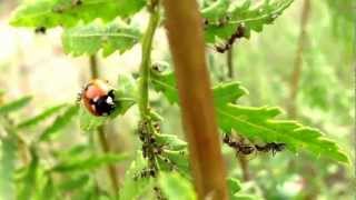 Божья коровка поедает тлю | Ladybug and aphid