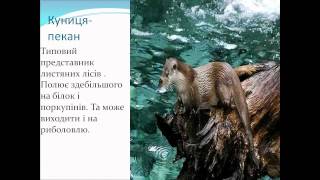 Презентація Рослинний тваринний світ Північної Америки