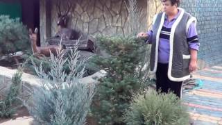 видео ПИХТА ПРОБЛЕМЫ И ДОСТОИНСТВА. Стоит Ли Заводить Пихту в Саду? . Лучшие Хвойники для