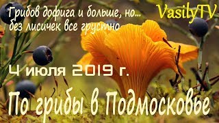 По грибы в Подмосковье 4 июля 2019 г. Грибов дофига и больше, но… без лисичек все грустно
