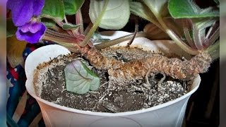 Как омолодить фиалку ?