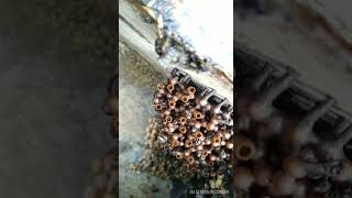 Mengenal Koloni Lebah Trigona Klanceng dan Hama utama
