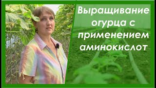 Выращивание огурцов в теплице: опыт с аминокислотами и микроэлементами в хелатной форме. Результаты.