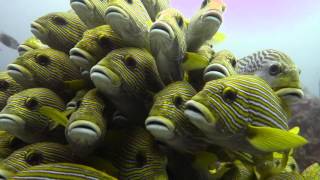 RAJA AMPAT DIVE RESORT