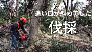 コナラの伐採　失敗➡追い口を斜めに切ってしまい素直に倒れない　！注意！倒れるまで引っ張ります