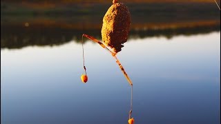 Рыбалка на амура и карпа на кукурузу.Все таки вытянули красавца.Рыбалка осенью 2018