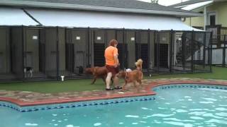 Pet Paradise Sanford!