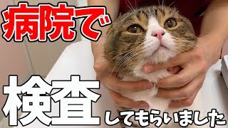 病院で検査してもらいました。【パパ猫・子猫】