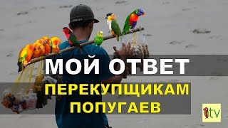 Мой ответ перекупщикам попугаев.