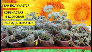 ПЕРВАЯ ПИКИРОВКА ТОМАТОВ. ПОДРОБНО. Ольга Чернова.