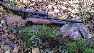Pest Control with Air Rifles - Squirrel Shooting - Return to the Feeders