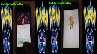 Ponyta Evolution To Rapidash On Pokemon Go (App) Game