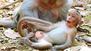 Poor baby monkey Timo cats were bitten  by her mother and caught her tail
