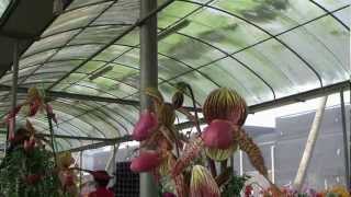 2012.03.24 屏東九如北玄宮台灣蘭花節(二)