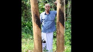 SEES advanced techniques in Rubber Planting and manuring