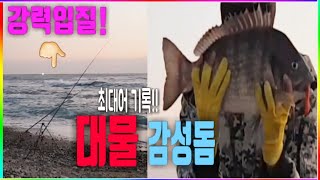 감성돔 원투낚시!! 강력입질!! 개인 최대어 기록갱신!! 이 채비하나면 완벽! 차박/캠핑이 가능한 대물포인트 / sea bream /fishing / 동해바다 /포항